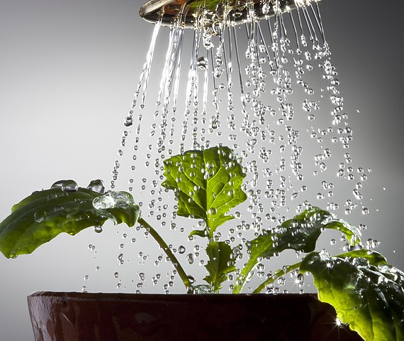 Sunshine and water droplets on growing food produce, styled product photography images